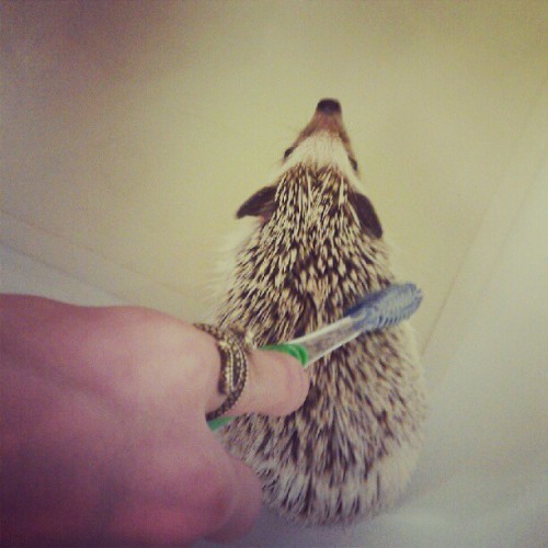 yourcharmsyourharm:  Bath time. #hedgehog #hedgie #hedgey #bath #animalcompanion (Taken with Instagr