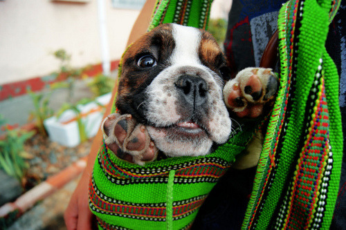 oct4taco:  idk-c4ts:  oh-woah-dope:  THIS PHOTO OMG   ermagherd a puppeh asghjefdaew