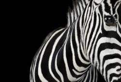  Zebra Affinity photo gallery by Brad Wilson