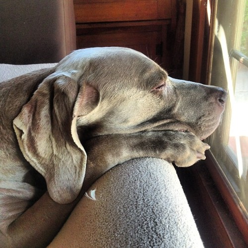 Tired Geister had fun @ the beach (Taken with Instagram at Casa Baja Kensington )