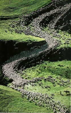 vintagenatgeographic:Sheep in New Zealand National Geographic | May 1987