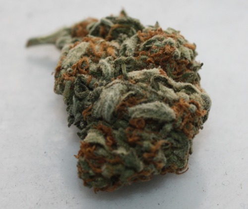Stoner With A Lady Boner