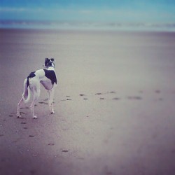 sidneysloth:  #greyhound #solly #pembrey