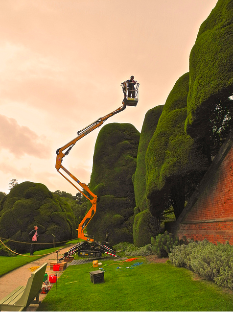 Giving the 300 year old Yews their yearly haircut at Powis Castle in Wales, UK.