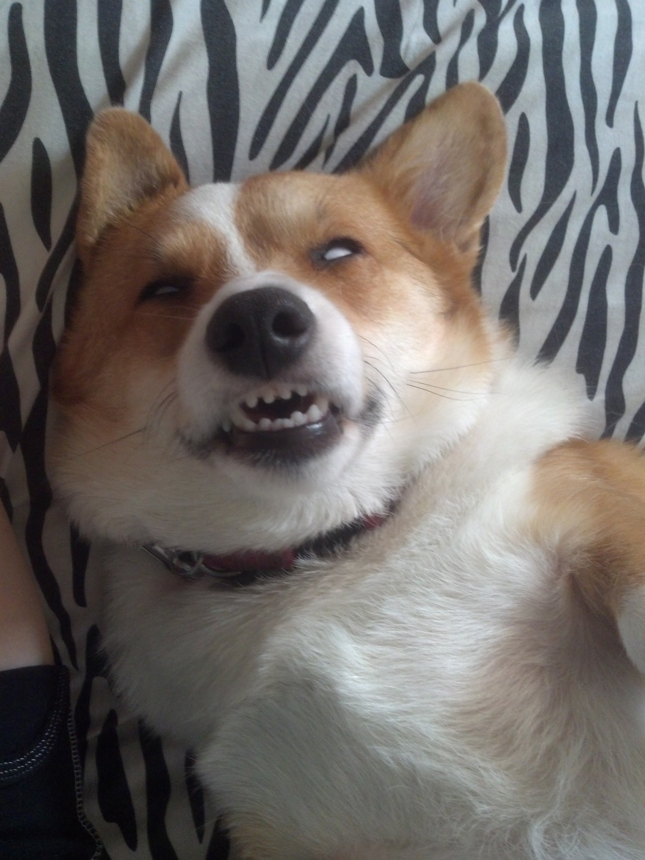 corgiaddict:  SHE’S POSSESSED! 