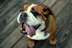 psychot-c:  Bulldog by Jessica Richter on Flickr.