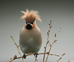 castle-of-dark-nerdgasmz:  fat-birds:  Well the model isn’t always perfect so thank God for the hairdresser!!! by Sigurjón Einarsson on Flickr.  LOOK GUYS, I FOUND BIRD!CROW HOGAN