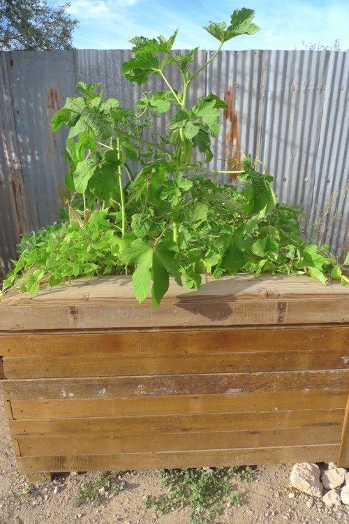 The evolution of our first aquaponics system. It is an IBC tote, dissected, top half inverted, subme