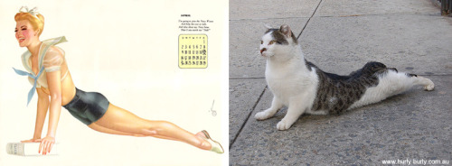 Cats that look like pinup girls. adult photos