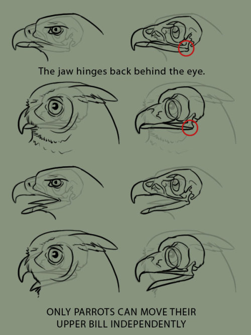 xenozombiemorph:  supaslim:  because it is the bane of my existence to see artists who don’t even TRY to get bird anatomy right, when they’ll gladly put forth the effort to learn mammalian anatomy BIRDS ARE SO EASY TO DRAW THERE ARE NOT MANY MOVING