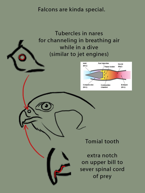 xenozombiemorph:  supaslim:  because it is the bane of my existence to see artists who don’t even TRY to get bird anatomy right, when they’ll gladly put forth the effort to learn mammalian anatomy BIRDS ARE SO EASY TO DRAW THERE ARE NOT MANY MOVING