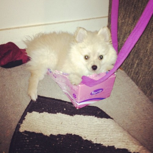 Someone fell in the tissue box #dog #dogs #puppies #puppy #pomeranian #pomeranians #petstagram #pets