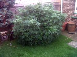 unluckycharmxo:  An elderly couple who bought a plant from a car boot sale got more than they bargained for after the shrubbery turned out to be the ‘biggest cannabis plant’ police had seen. Bedfordshire Police posted the picture of the plant on the