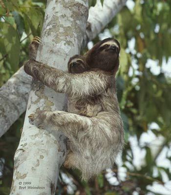 ohia-ai:  thatslothblog:  -  hey sloth want more posts like this? check out my blog!