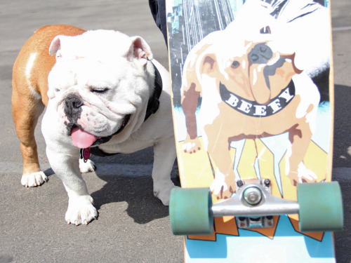 Beefy and his skateboard!