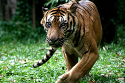 animals-plus-nature:  Kung Fu Tiger by phalinn