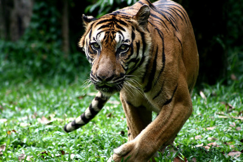 Porn Pics animals-plus-nature:  Kung Fu Tiger by phalinn