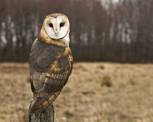 Barn owl :-)