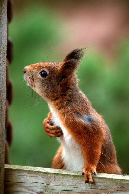 ladylaana:  kaleido-leido:  Ekorn / Eurasian red squirrel by Marius K. Eriksen on Flickr.  Lawyer. R