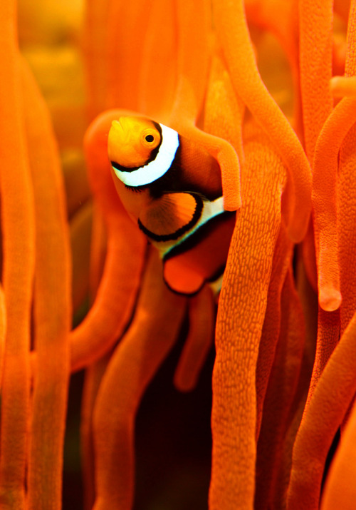 v0tum:  nemo