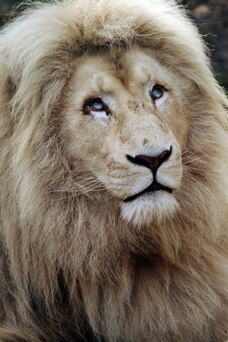 The Animal Blog — White African Lion