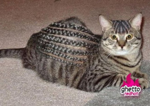 Ghetto Cat…