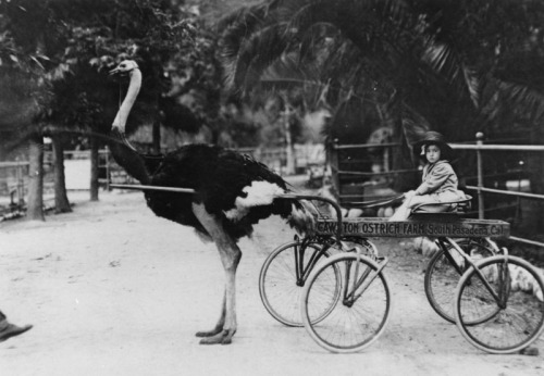 Cawston Ostrich Farm in South Pasadena, 1925.