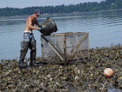 alpha-predator:  rawandripe:  Harvesting oysters on Totten Inlet (by oysters4me)       (via TumbleOn)