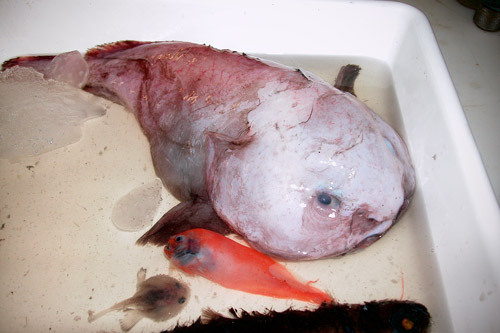 The Blobfish's blob-like appearance is the result of decompression damage.  : r/Damnthatsinteresting