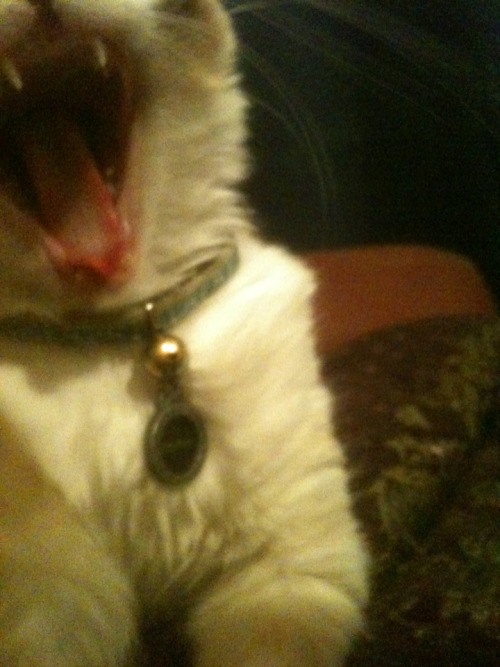 ivyeyed: I tried to take a photo of my cat, Anyanka. She was having none of it. She also bit my face