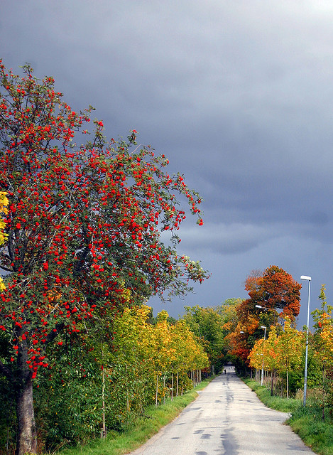 Autumn Road by Steffe on Flickr.