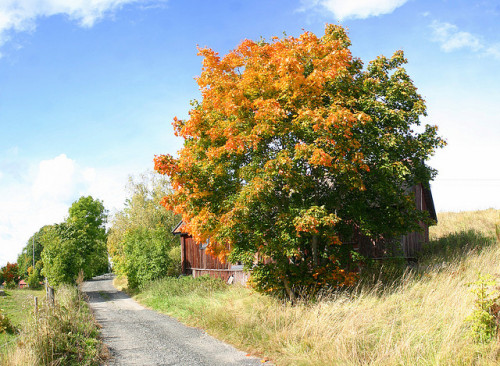 Autumn Colors by Steffe on Flickr.