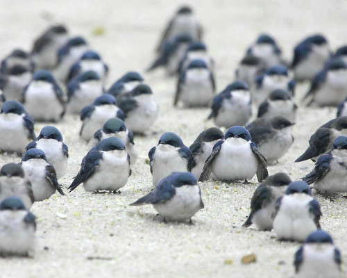 jaramo:  detectivedeathmachine:  fat-birds:  tree swallows by Brett NJ on Flickr. OH MY GOD  Like a stampede of cuteness.    omg birbs