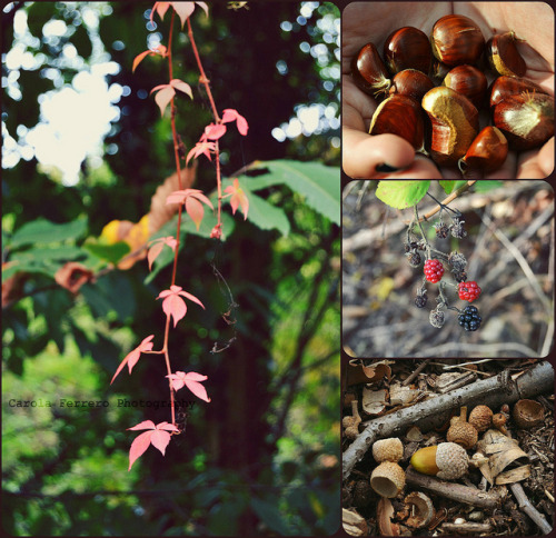 Autumn Collage! by Carola Ferrero Photography on Flickr.