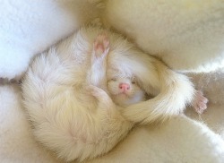 expensivekitten:  FERRET!  