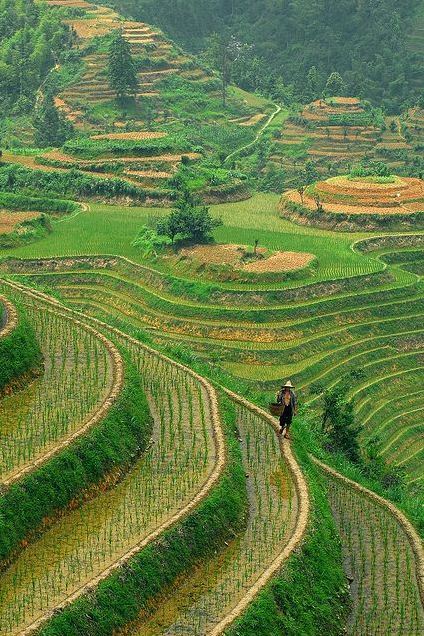 kh-e-p-r-i: visitheworld:  Longshen Rice Terraces in Guilin, China (by Jasper the Roclimbr).  Discov