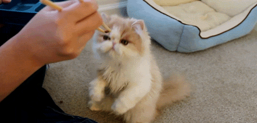 ScreamCute.com