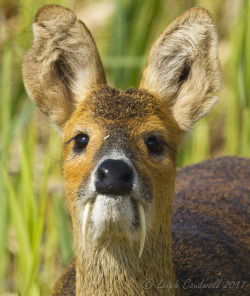 wishyouweremegan:  charliejane88:  I think I have found my new favorite animal…  The Water Deer, also known as the Vampire Deer! They’re cuties~ 