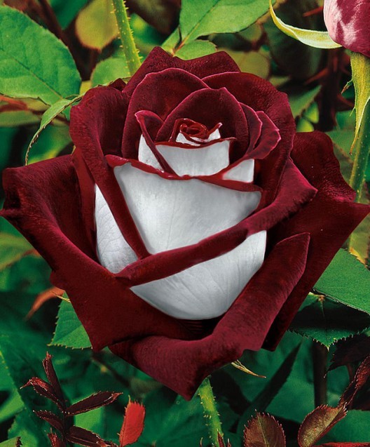  Osiria Rose has a lovely two color combination of blood-red petals on the inside