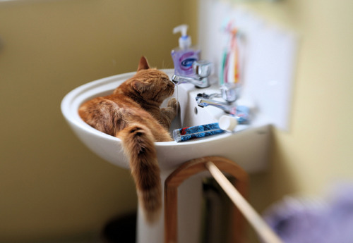 sologatos:  32749  A drink for Stanley by sophie Sssss on Flickr.  