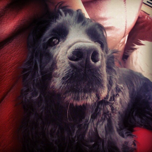 Nose bud. #englishcocker #black #nose #eyes #lovely_finds #instadog #animalsofinstagram #dogstagram 