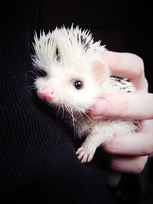 When Loki was still teeny tiny.