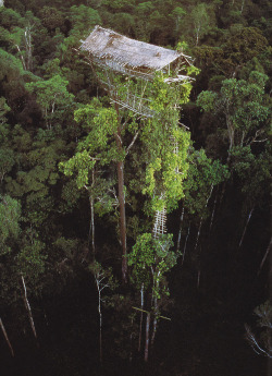 thekhooll:  Tree house Built by the Korowai