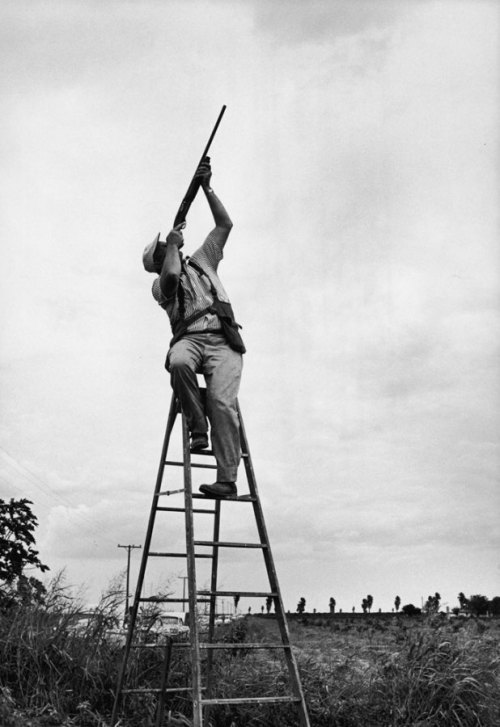 life:  More than fifty years ago, LIFE sent a photographer and correspondent to the lower Rio Grande Valley to document Texans and others from as far away as New York gunning for the white-winged dove:  There is nothing else in all outdoors quite like