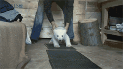 pleatedjeans:  baby polar bear’s first