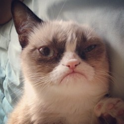 tardthegrumpycat:  Grumpy Cat trying to sleep. (Taken with Instagram)