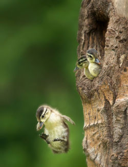 magicalnaturetour:  Giant Leap :)source 