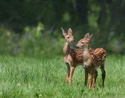 funkysafari: Playmates  by The Nature Nook