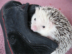 lokithehedgehog:  Shoe. 