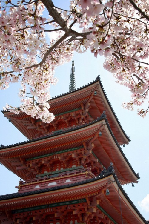 notorious-art: kiyomizu and cherry blossoms